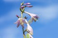 The bell flower against blue sky close up Campanulaceae, Campanula grossekii, Campanula rapunculus