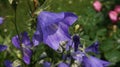 Bell flower blue