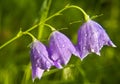 Bell-flower (campanula patula) Royalty Free Stock Photo