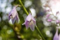 Blue Bell Flower, Campanula. Summer Wildflowers. Purple Flowers Bells in the Meadow Royalty Free Stock Photo