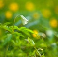 Bell flower. Codonopsis clematidea (Schrenk) Cklarke Royalty Free Stock Photo