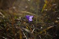 The bell flower at dawn in the harsh light on the meadow Royalty Free Stock Photo