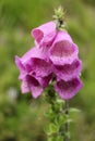 Bell flower on a green background