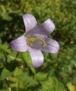 Bell Flower Royalty Free Stock Photo