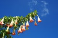 Bell flowers