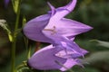 Bell flowers. Purple open flowers of wild bluebell close-up