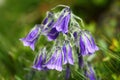 Campanula alpina