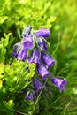 Campanula alpina