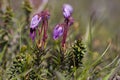 Bell heather Royalty Free Stock Photo