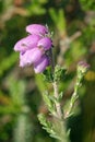 Bell Heather Royalty Free Stock Photo