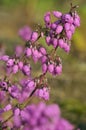 Bell Heather Royalty Free Stock Photo