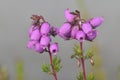 Bell Heather Royalty Free Stock Photo