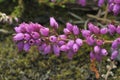 Bell Heather Royalty Free Stock Photo