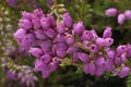 Bell Heather Royalty Free Stock Photo