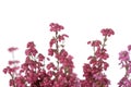 Bell heather plant with pink flowers Royalty Free Stock Photo