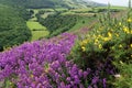 Bell Heather & Western Gorse Royalty Free Stock Photo