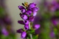 Bell heather (Erica cinerea) Royalty Free Stock Photo