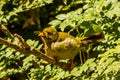 Bell Miner Manorina Melanophrys Royalty Free Stock Photo