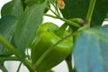 Bell Pepper Royalty Free Stock Photo