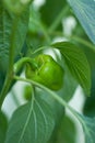 Bell Pepper Royalty Free Stock Photo