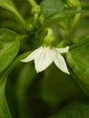 Bell pepper blossom