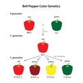 Fruit Color Genetics of Bell Pepper (Capsicum annuum).