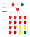 Fruit Color Genetics of Bell Pepper (Capsicum annuum).