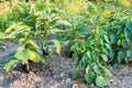 Bell pepper and eggplant bushes at garden beds