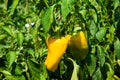 Bell pepper field