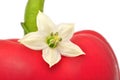 Bell Pepper Flower Royalty Free Stock Photo