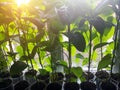 Bell pepper green seedlings in plastic cups grow on the windowsill Royalty Free Stock Photo