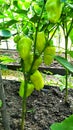 The bell pepper. Mature pepper fruits growing on the branches of a Bush in the greenhouse Royalty Free Stock Photo