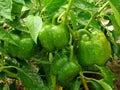 Bell pepper plant Royalty Free Stock Photo