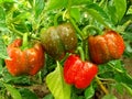 Bell pepper plant