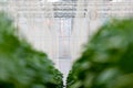 Bell pepper plants growing inside a greenhouse Royalty Free Stock Photo