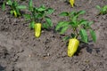 Bell pepper plants with one large ripe bell pepper and blossom. Growing, fertilizing bell pepper plants in the vegetable garden in Royalty Free Stock Photo