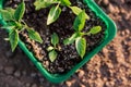 Bell pepper seedlings. Gardening.Green leaves of plants in tray on the graund. Close-up view