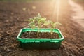 Bell pepper seedlings. Gardening.Green leaves of plants in tray on the graund in sunlight