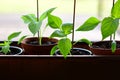 bell pepper seedlings in plastic pots ready to plant Royalty Free Stock Photo