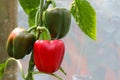 Bell pepper on the tree in the garden Royalty Free Stock Photo