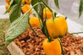 Bell pepper on the tree in the garden Royalty Free Stock Photo