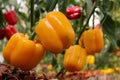 Bell pepper on the tree in the garden Royalty Free Stock Photo