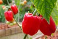 Bell pepper on the tree in the garden Royalty Free Stock Photo