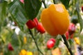 Bell pepper on the tree in the garden Royalty Free Stock Photo