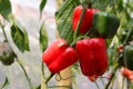 Bell pepper on the tree in the garden Royalty Free Stock Photo