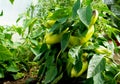 Bell peppers, bush with green pepper in a greenhouse Royalty Free Stock Photo