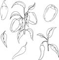 Bell Peppers hand drawn vector illustration. Different peppers on white background