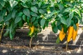 Bell peppers ripen on the beds