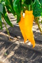 Bell peppers ripen on the beds