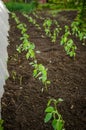 Bell-peppers seedlings in the garden